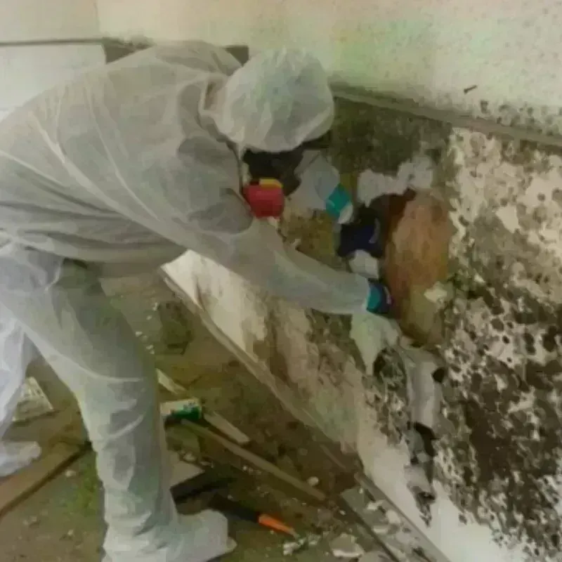 Mold Remediation and Removal in Spring Lake, NC